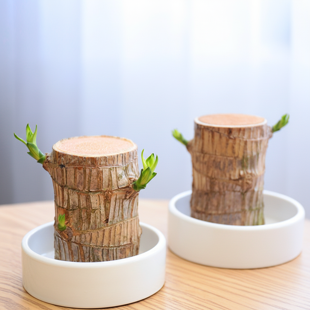 lucky bamboo air cleaning Lucky Bamboo Plant Decorative Pot Air Purification