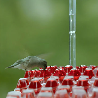 Kolibri-Futterstelle Nektar Hängende Garten-Futterstation