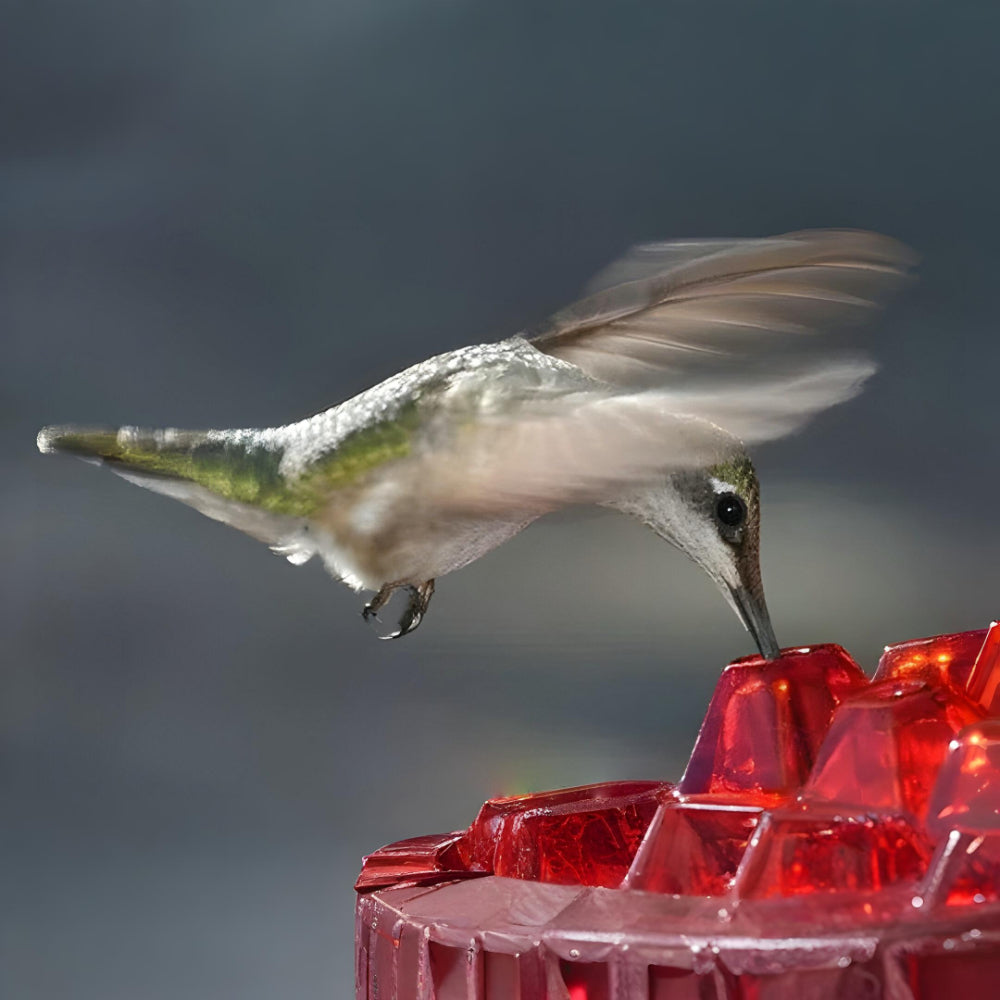 Kolibri-Futterstelle Nektar Hängende Garten-Futterstation