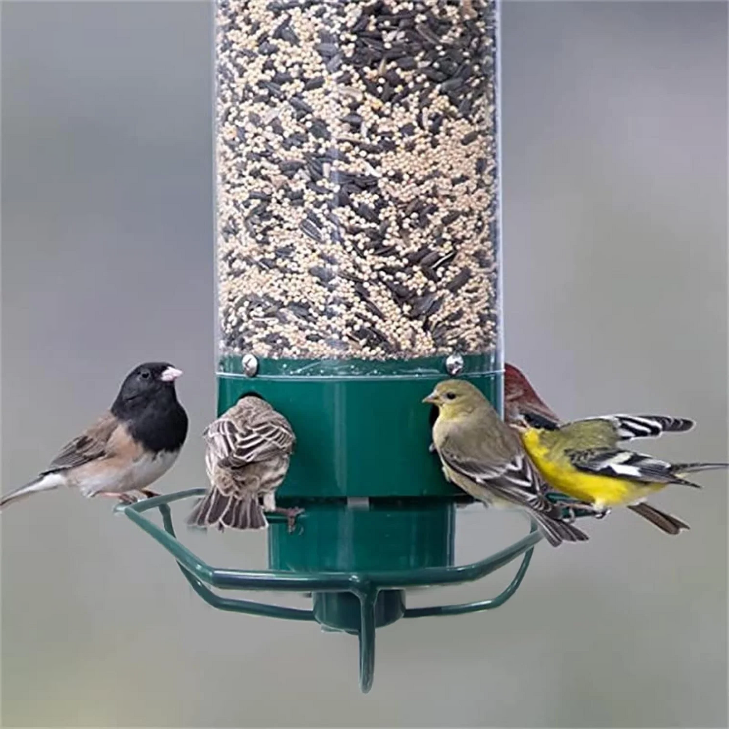 Bird Feeder Squirrel Proof Hanging Metal Wild Bird Seed Tube - Image 7
