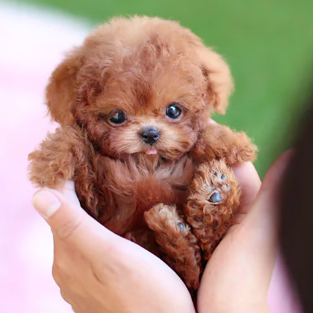 Interactive Dog Toy Robot Dog Toy Plush Puppy Toy Kids Gift - Image 1