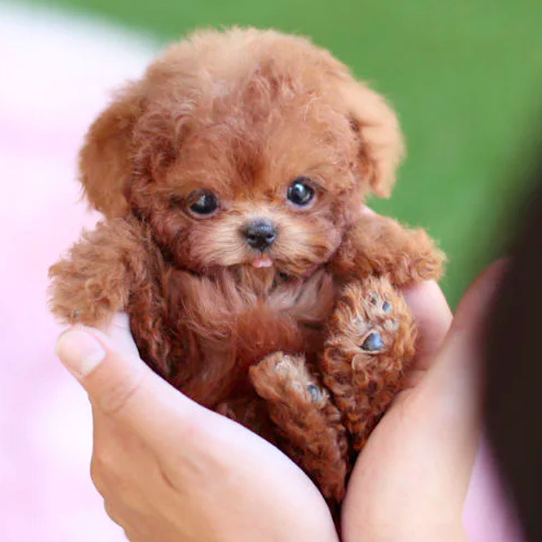 Interactive Dog Toy Robot Dog Toy Plush Puppy Toy Kids Gift - Image 4