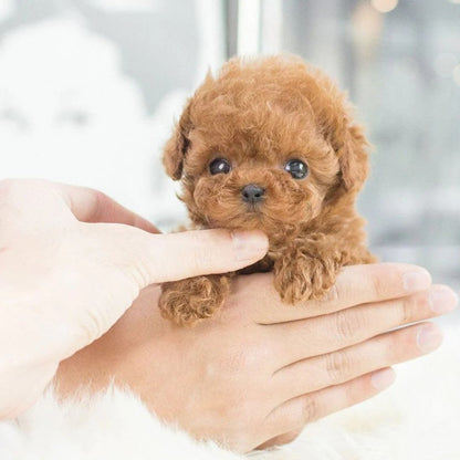 Interactive Dog Toy Robotic Puppy Lifelike Companion - Image 4
