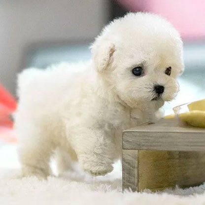 Dog Plush Toy Interactive Kids Stuffed Animal Play Toy