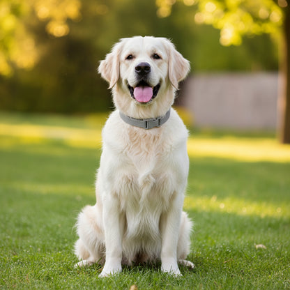 Pets Flea Tick Collar 8 Months Protection - Image 17