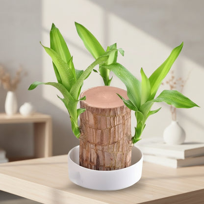 Holz Pflanzenständer Innen Außen Blumentopf Präsentationsregal